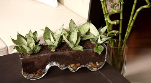 Какие комнатные растения осенью пересаживают. Что делают осенью с комнатными растениями все опытные цветоводы? 14 Какие комнатные растения осенью пересаживают. Что делают осенью с комнатными растениями все опытные цветоводы? 14