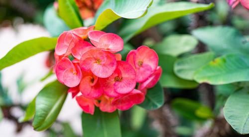 Какие комнатные растения осенью пересаживают. Что делают осенью с комнатными растениями все опытные цветоводы? 12 Какие комнатные растения осенью пересаживают. Что делают осенью с комнатными растениями все опытные цветоводы? 12