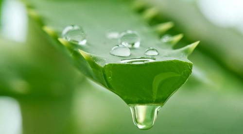 Какие комнатные растения осенью пересаживают. Что делают осенью с комнатными растениями все опытные цветоводы? 08 Какие комнатные растения осенью пересаживают. Что делают осенью с комнатными растениями все опытные цветоводы? 08