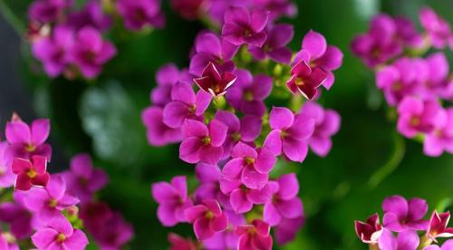 Какие комнатные растения осенью пересаживают. Что делают осенью с комнатными растениями все опытные цветоводы? 09 Какие комнатные растения осенью пересаживают. Что делают осенью с комнатными растениями все опытные цветоводы? 09