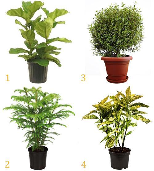 Какие комнатные растения осенью пересаживают. Что делают осенью с комнатными растениями все опытные цветоводы? 07 Какие комнатные растения осенью пересаживают. Что делают осенью с комнатными растениями все опытные цветоводы? 07