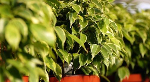 Какие комнатные растения осенью пересаживают. Что делают осенью с комнатными растениями все опытные цветоводы? 16 Какие комнатные растения осенью пересаживают. Что делают осенью с комнатными растениями все опытные цветоводы? 16