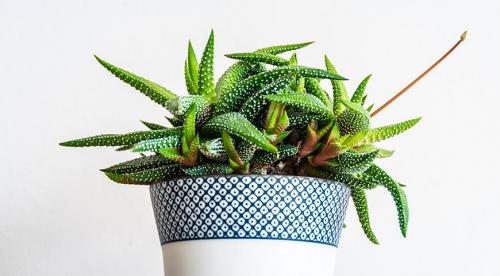 Какие комнатные растения осенью пересаживают. Что делают осенью с комнатными растениями все опытные цветоводы? 11 Какие комнатные растения осенью пересаживают. Что делают осенью с комнатными растениями все опытные цветоводы? 11