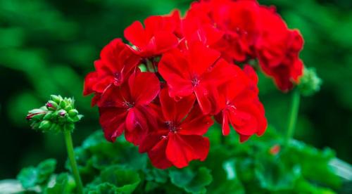 Какие комнатные растения осенью пересаживают. Что делают осенью с комнатными растениями все опытные цветоводы? 02 Какие комнатные растения осенью пересаживают. Что делают осенью с комнатными растениями все опытные цветоводы? 02