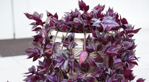 Какие комнатные растения осенью пересаживают. Что делают осенью с комнатными растениями все опытные цветоводы? 15 Какие комнатные растения осенью пересаживают. Что делают осенью с комнатными растениями все опытные цветоводы? 15