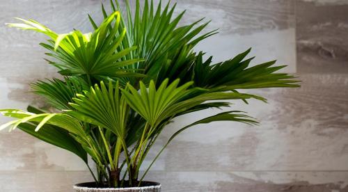 Какие комнатные растения осенью пересаживают. Что делают осенью с комнатными растениями все опытные цветоводы? 04 Какие комнатные растения осенью пересаживают. Что делают осенью с комнатными растениями все опытные цветоводы? 04