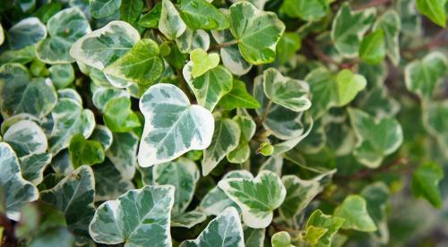 Какие комнатные растения осенью пересаживают. Что делают осенью с комнатными растениями все опытные цветоводы? 13 Какие комнатные растения осенью пересаживают. Что делают осенью с комнатными растениями все опытные цветоводы? 13