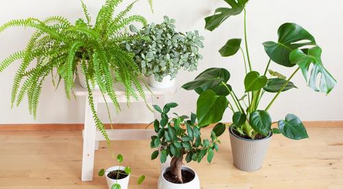 Какие комнатные растения осенью пересаживают. Что делают осенью с комнатными растениями все опытные цветоводы? 01 Какие комнатные растения осенью пересаживают. Что делают осенью с комнатными растениями все опытные цветоводы? 01