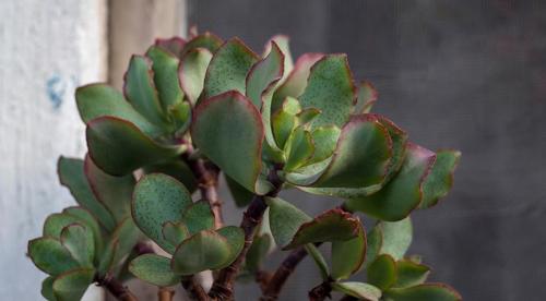 Какие комнатные растения осенью пересаживают. Что делают осенью с комнатными растениями все опытные цветоводы? 10 Какие комнатные растения осенью пересаживают. Что делают осенью с комнатными растениями все опытные цветоводы? 10