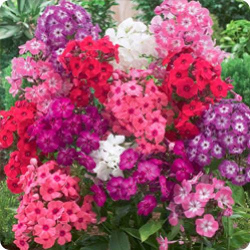 Какие цветы сажают и пересаживают осенью. ОСОБЕННОСТИ ПЕРЕСАДКИ МНОГОЛЕТНИХ ЦВЕТОВ