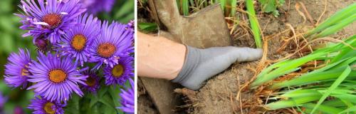 Какие цветы сажают и пересаживают осенью. ОСОБЕННОСТИ ПЕРЕСАДКИ МНОГОЛЕТНИХ ЦВЕТОВ