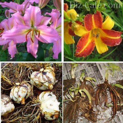 Какие цветы посадить осенью на даче. Добавление статьи в новую подборку 03 Какие цветы посадить осенью на даче. Добавление статьи в новую подборку 03