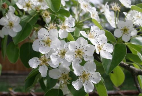 Груша Нарядная Ефимова описание сорта. Описание груши сорта Нарядная Ефимова