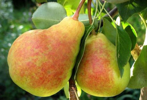 Сорт груши стрийская отзывы. Pyrus communis 03