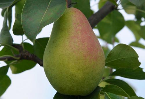 Сорт груши стрийская отзывы. Pyrus communis 02