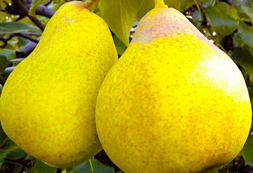 Сорт груши стрийская отзывы. Pyrus communis 04