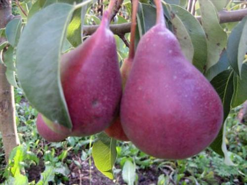 Груша Нарядная Ефимова описание сорта. Описание груши сорта Нарядная Ефимова