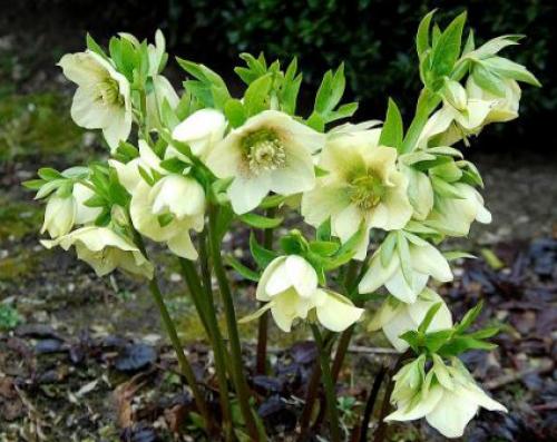 Посев многолетних цветов в августе. Что сажать в августе: каталог многолетних цветов с названиями и фото