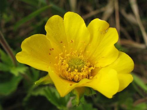 Какие цветы посадить в августе. Какие цветы можно посадить в это время 16