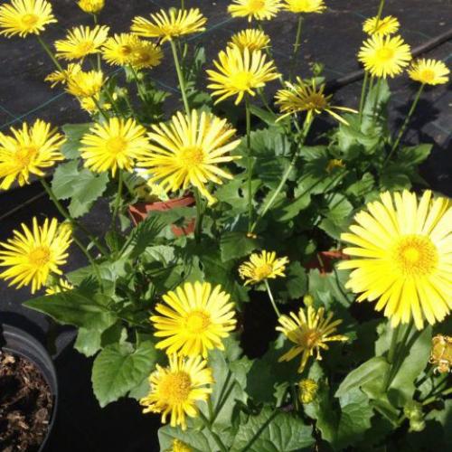 Какие цветы посадить в августе. Какие цветы можно посадить в это время 15