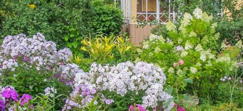 Цветы в августе. Осенние клумбы, или какие цветы посадить в августе