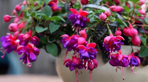 Какие цветы посадить в августе. Какие цветы можно посадить в это время 12