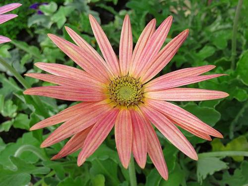 Какие цветы можно посадить в июле-августе. Какие цветы посадить в июле 2022 года