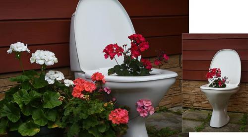 Какие цветы посадить в августе. Какие цветы можно посадить в это время 10