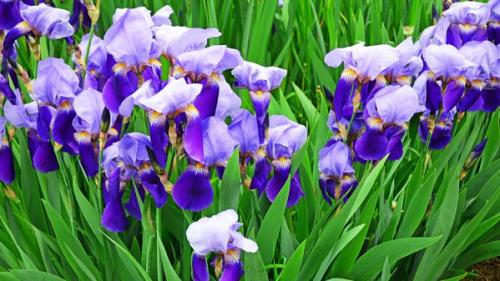 Посев многолетних цветов в августе. Что сажать в августе: каталог многолетних цветов с названиями и фото