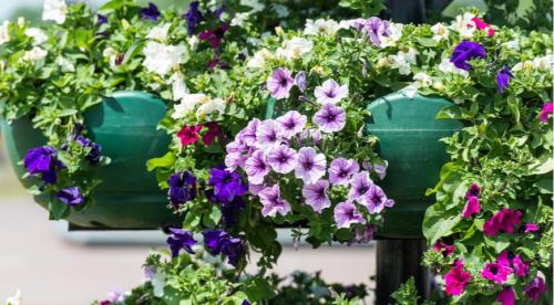 Какие цветы посадить в августе. Какие цветы можно посадить в это время 08