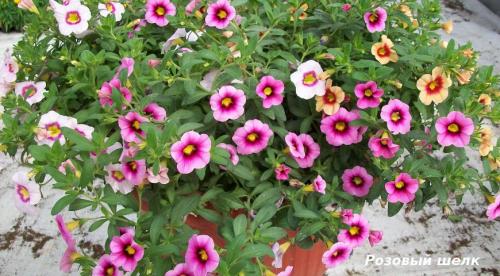 Какие цветы посадить в августе. Какие цветы можно посадить в это время 09