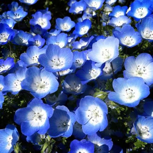 Какие цветы можно посадить в июле-августе. Какие цветы посадить в июле 2022 года