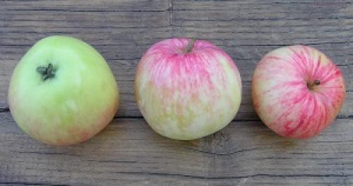 Яблоки созревающие в августе сорта. Различные летние сорта яблонь