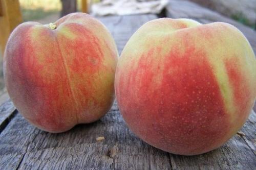 Ранние сорта персика в ростовской области. Самые лучшие сорта персиков с фото и описанием