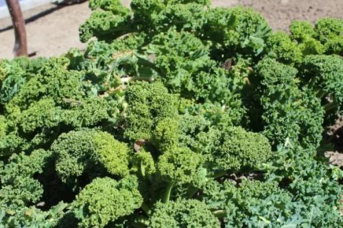 Что посадить в сентябре. Что посадить в огороде в сентябре 09