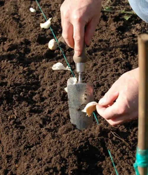 Что посадить в сентябре. Что посадить в огороде в сентябре 12