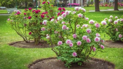 Что посадить в сентябре. Что посадить в огороде в сентябре 05