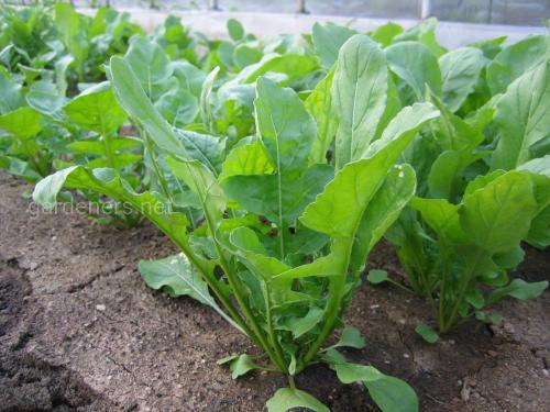 Что посадить в сентябре. Что посадить в огороде в сентябре 04