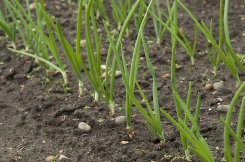 Что посадить в сентябре. Что посадить в огороде в сентябре 07