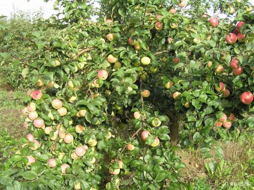 Самоплодные сорта яблонь. Лучшие сорта самоплодных яблонь