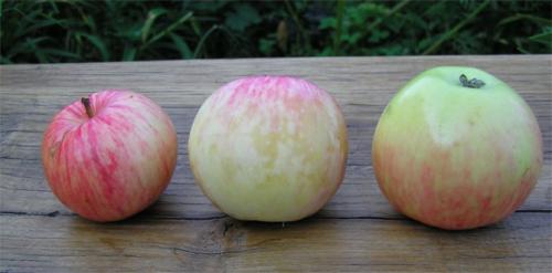 Самоплодные сорта яблонь. Лучшие сорта самоплодных яблонь