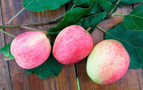 Самоплодные сорта яблонь. Лучшие сорта самоплодных яблонь