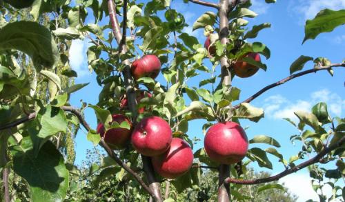Сорта зимних яблонь. Всё про зимние сорта яблок