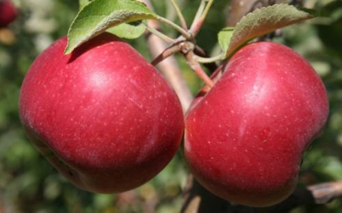 Сорта зимних яблонь. Всё про зимние сорта яблок