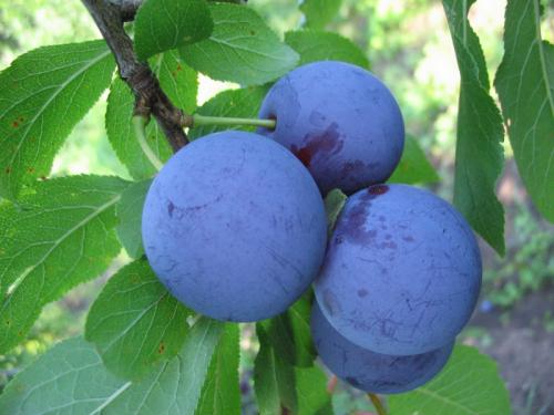 Сорта слив по алфавиту. Сорта слив – 60 сортов 2022 года с описанием и фото
