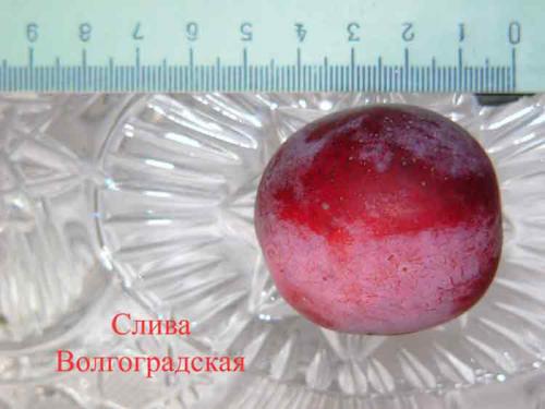 Сорта слив по алфавиту. Сорта слив – 60 сортов 2022 года с описанием и фото