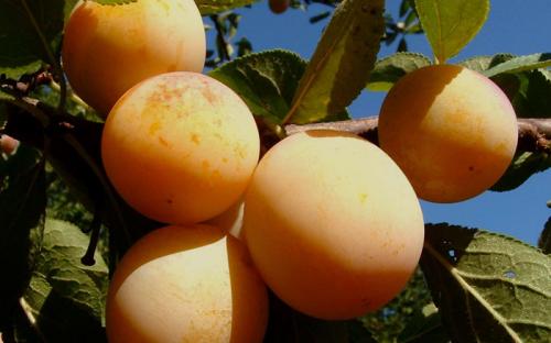 Сорта слив по алфавиту. Сорта слив – 60 сортов 2022 года с описанием и фото