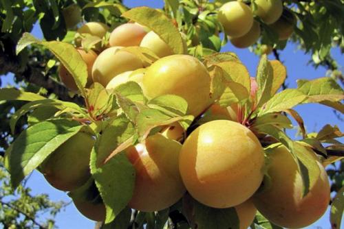 Сорта слив по алфавиту. Сорта слив – 60 сортов 2022 года с описанием и фото