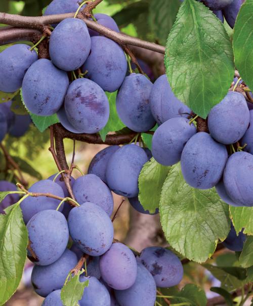 Сорта слив по алфавиту. Сорта слив – 60 сортов 2022 года с описанием и фото