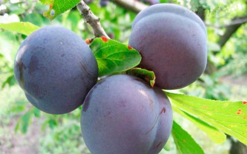 Сорта слив по алфавиту. Сорта слив – 60 сортов 2022 года с описанием и фото